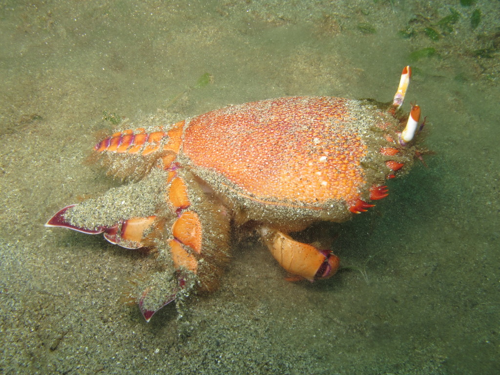 Crabe grenouille