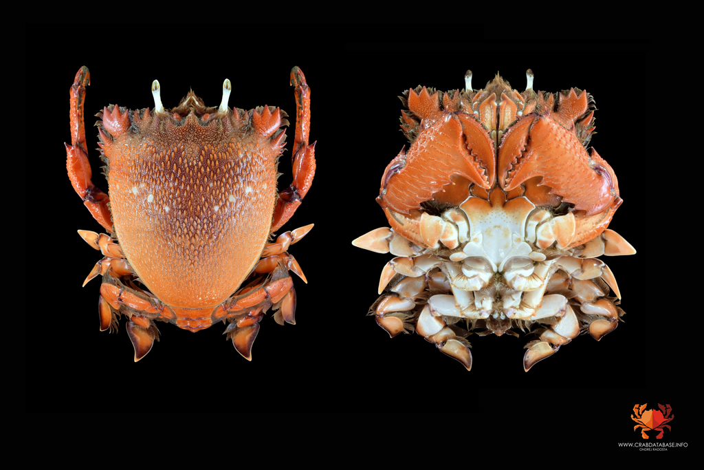 Crabe grenouille