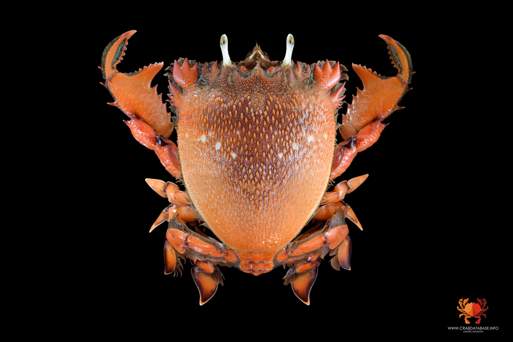 Spanner Crab