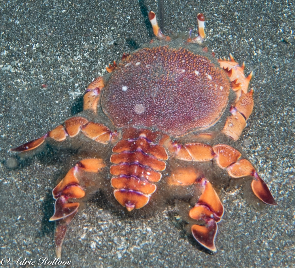 Crabe grenouille