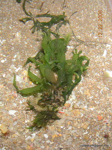 Leafy Caulerpa