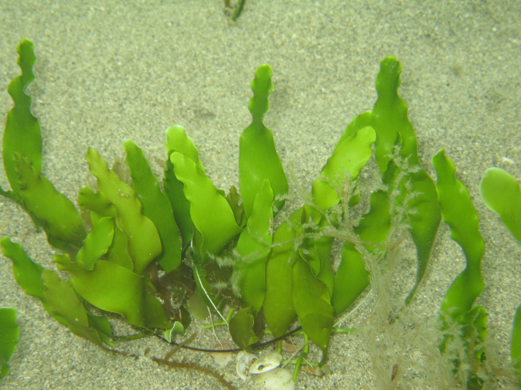 Leafy Caulerpa