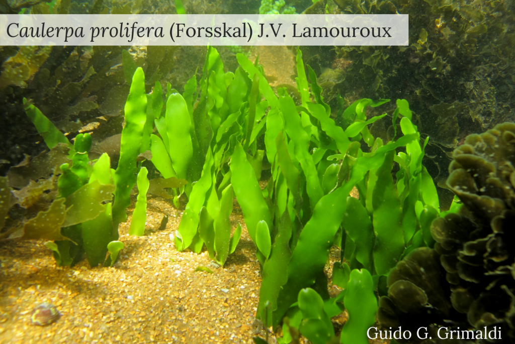 Leafy Caulerpa