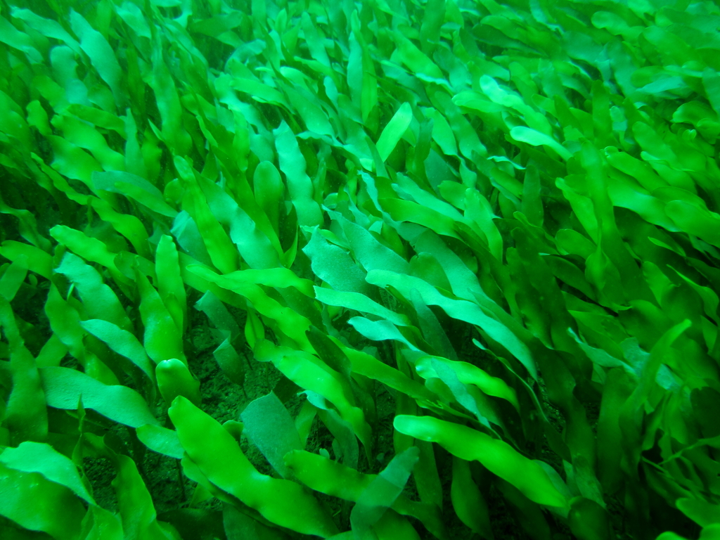 Leafy Caulerpa