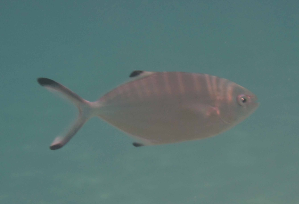 Pompano
