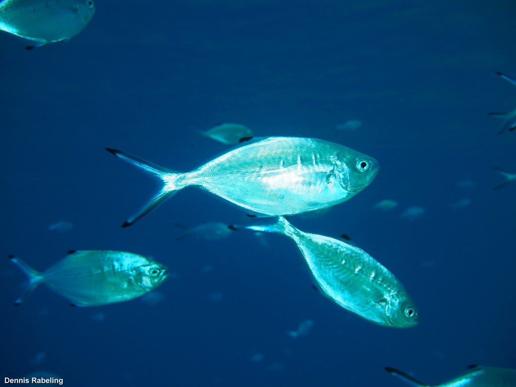 Pompano