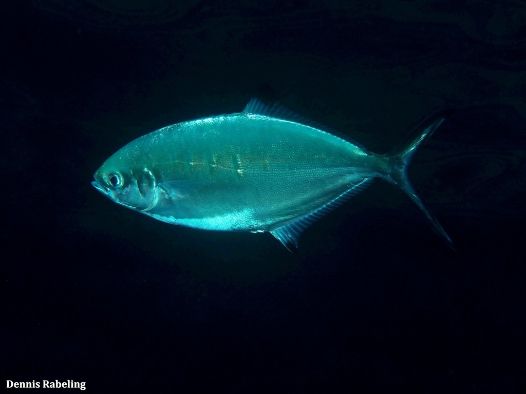 Pompano