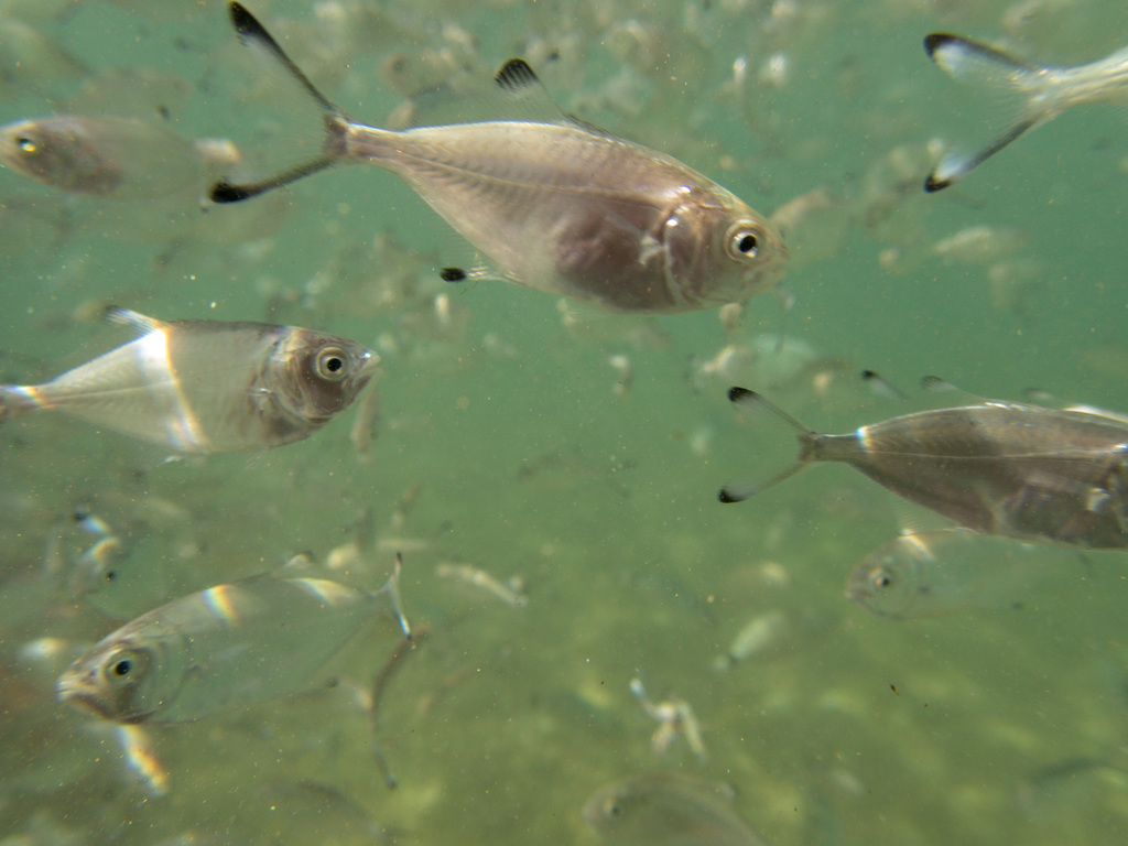Pompano