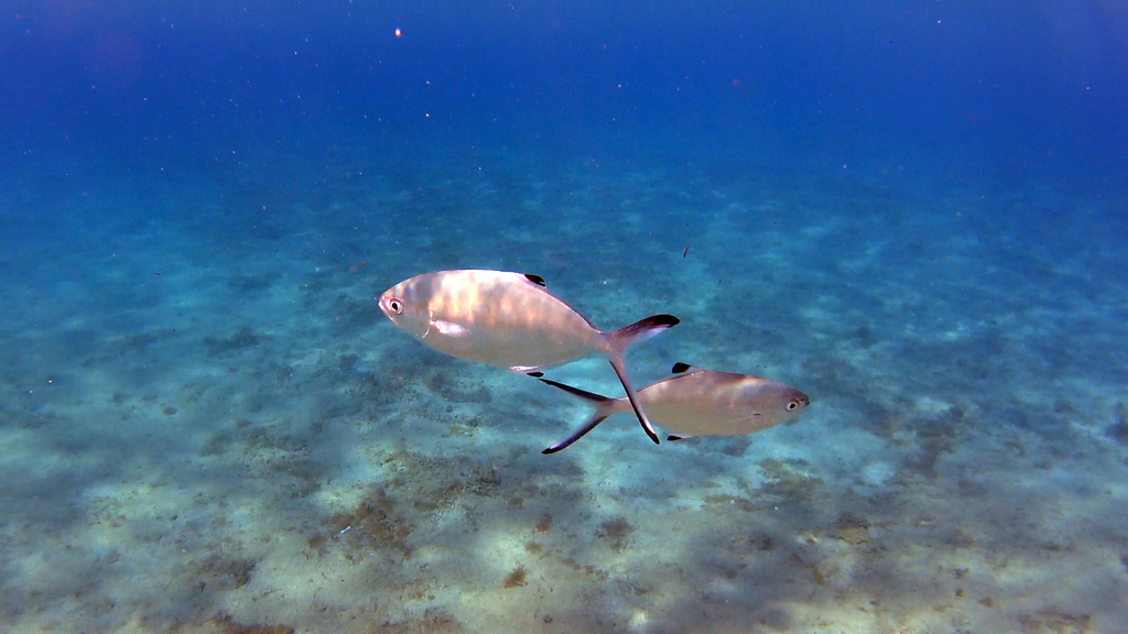 Pompano