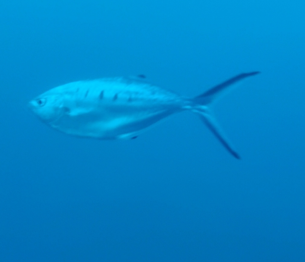 Pompano