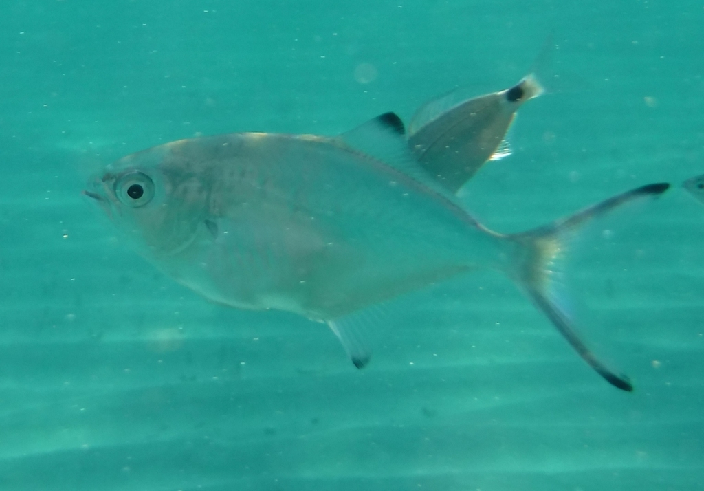 Pompano