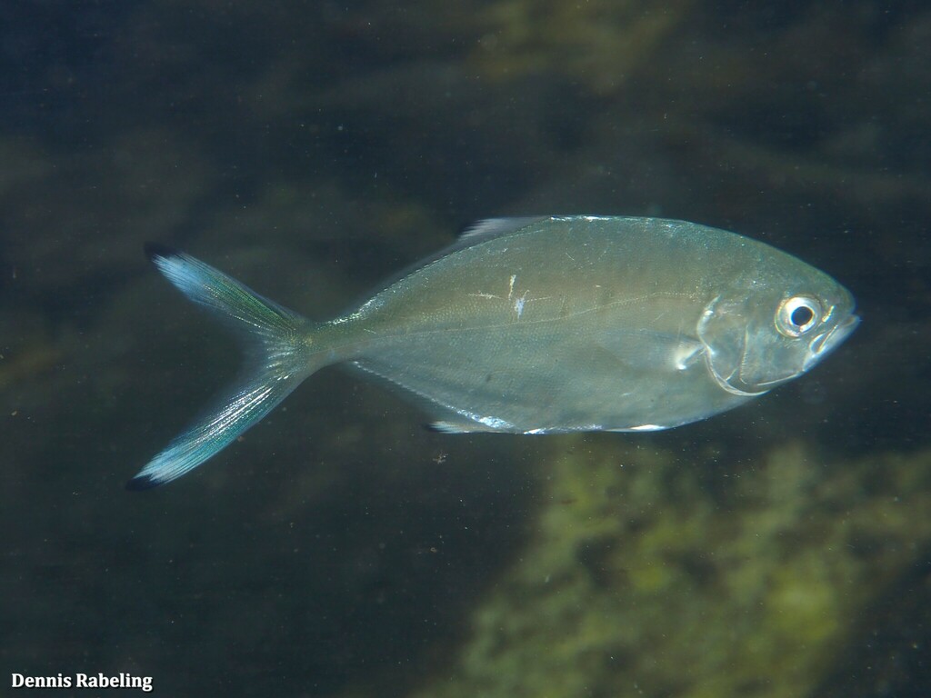 Pompano