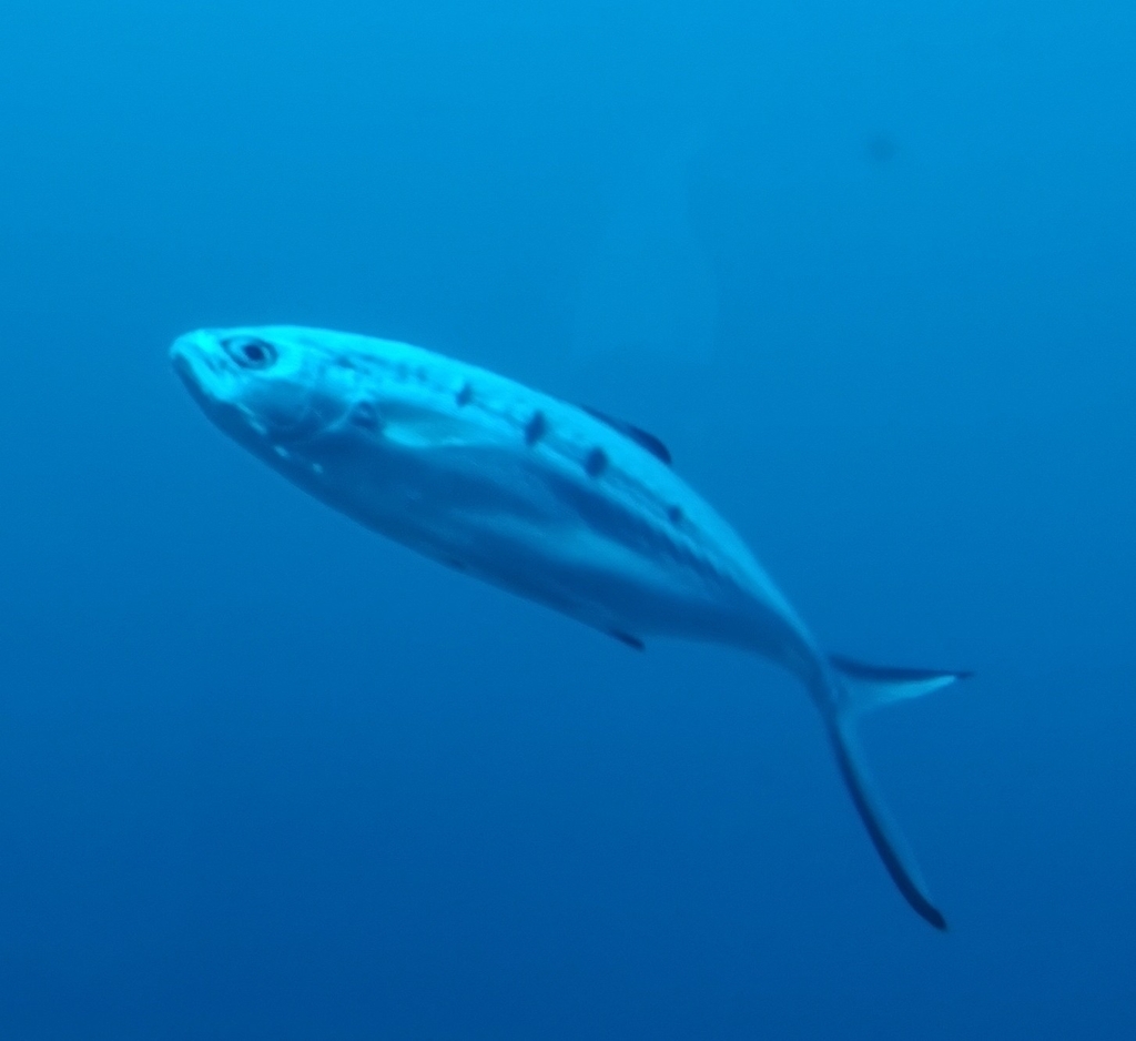Pompano