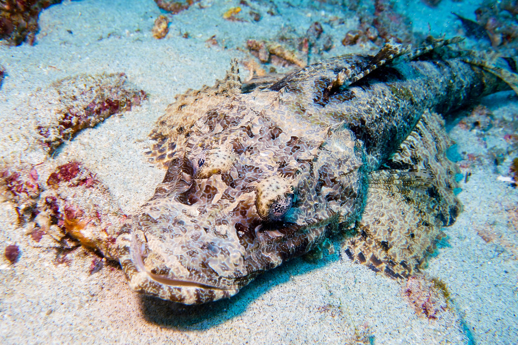 Crocodile Flathead