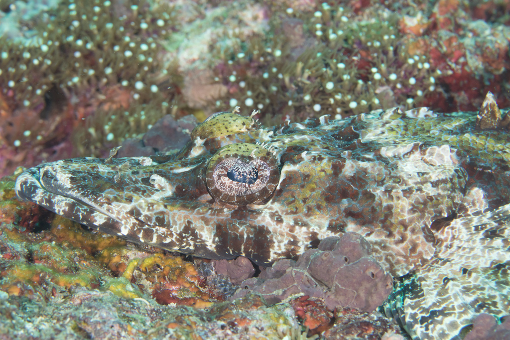 Crocodile Flathead