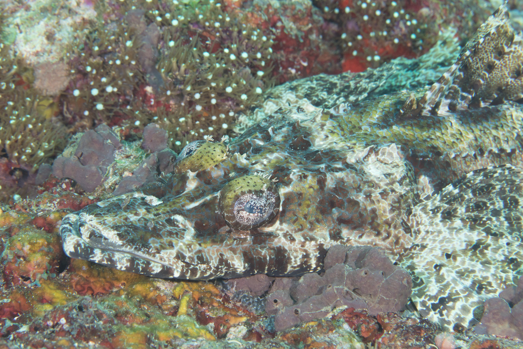 Crocodile Flathead