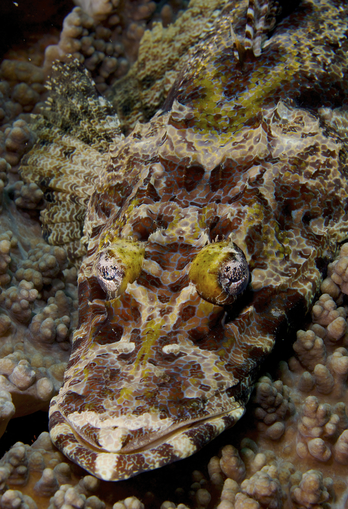 Crocodile Flathead