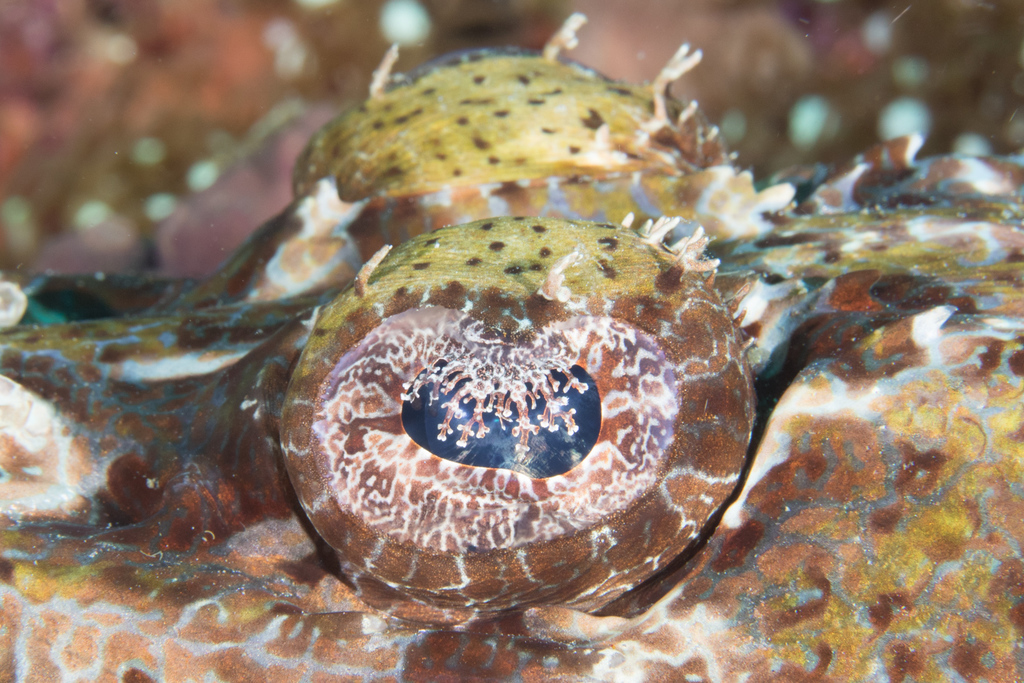 Crocodile Flathead