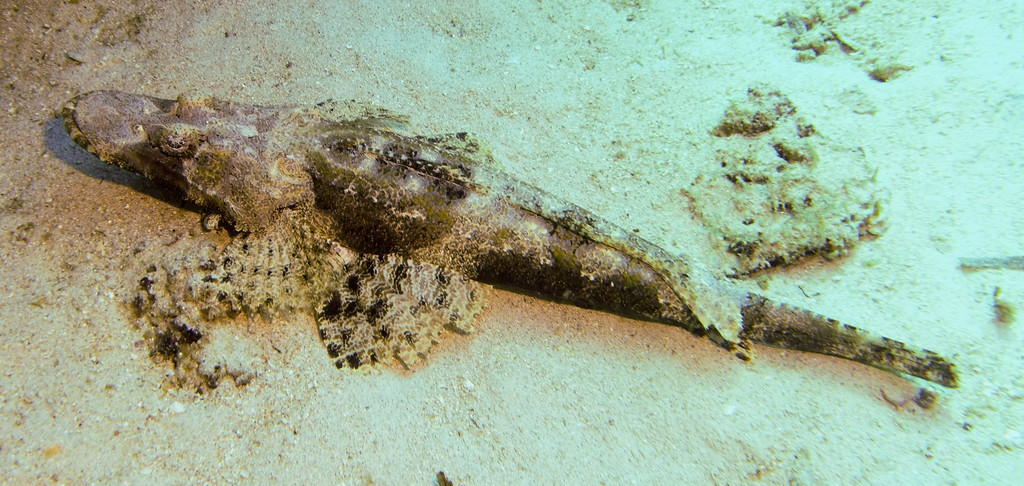 Crocodile Flathead