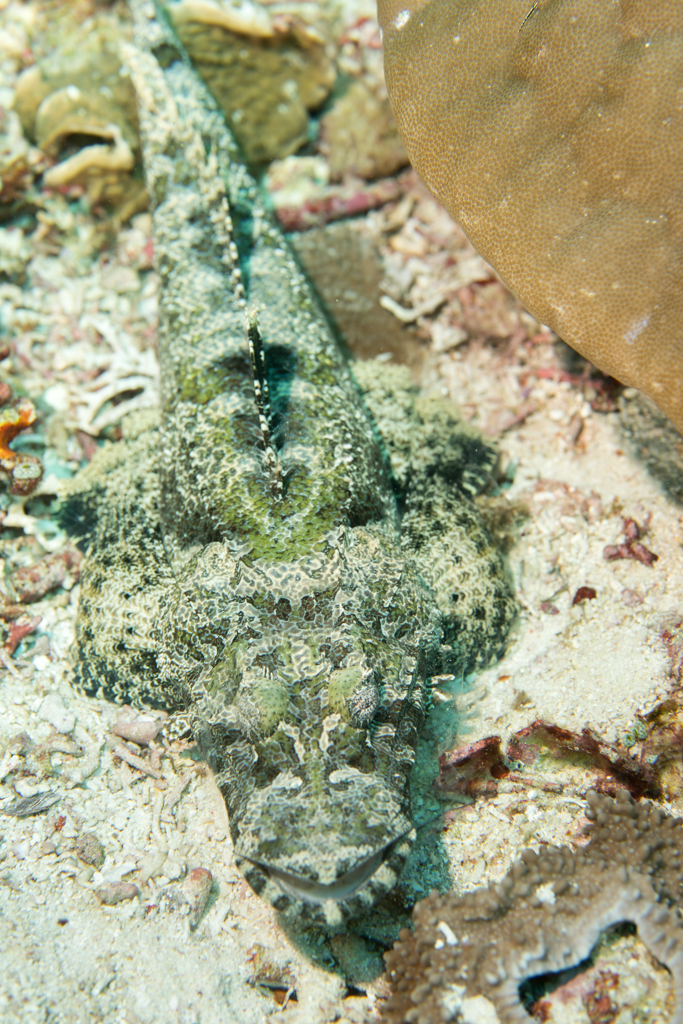 Crocodile Flathead