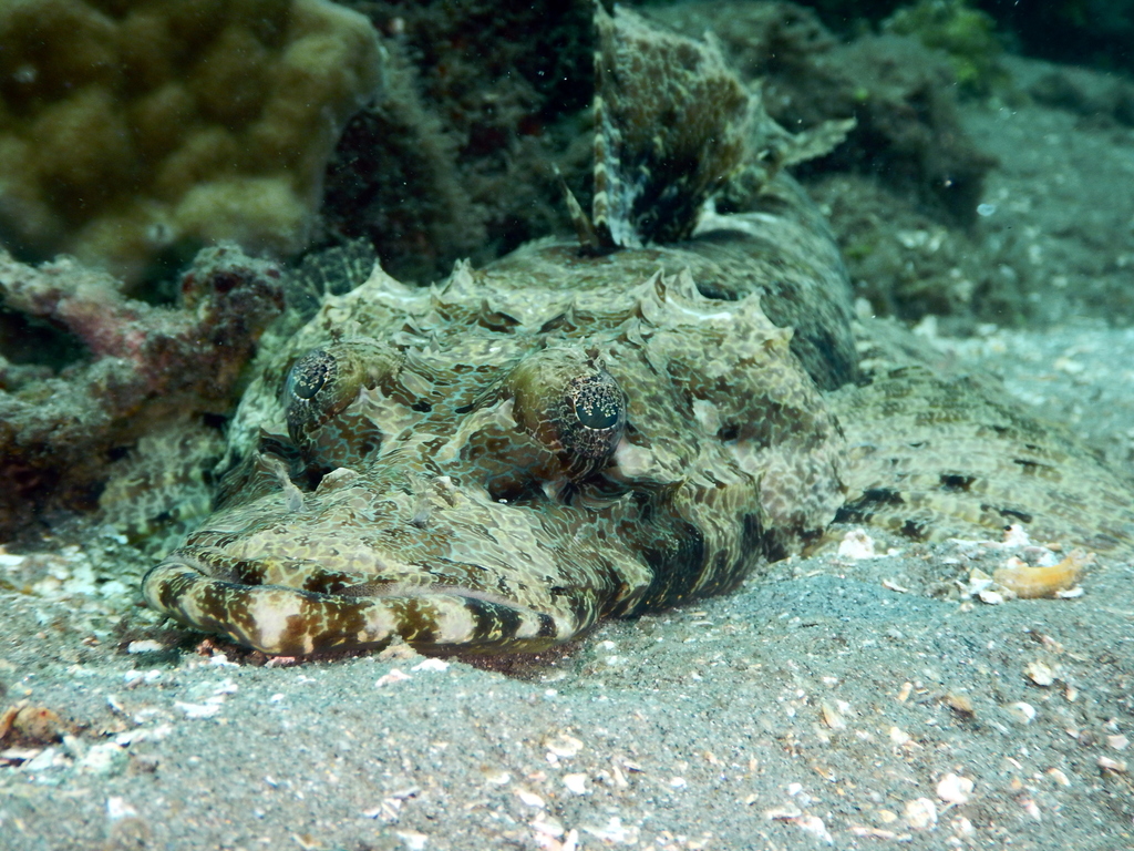 Crocodile Flathead