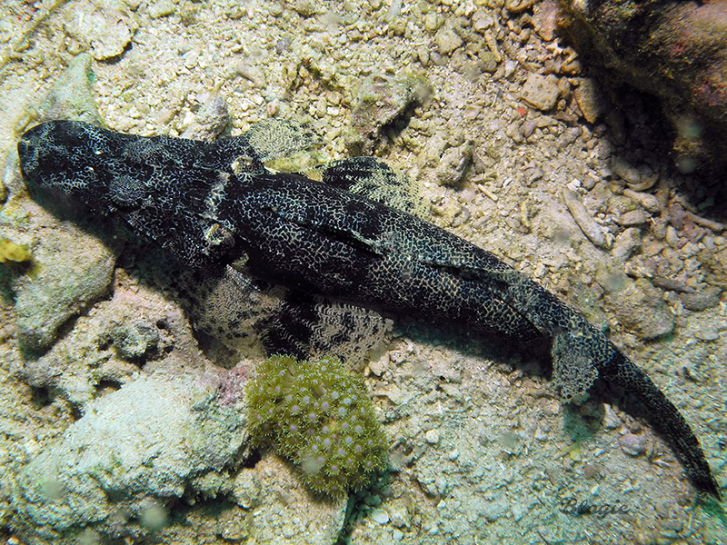Crocodile Flathead