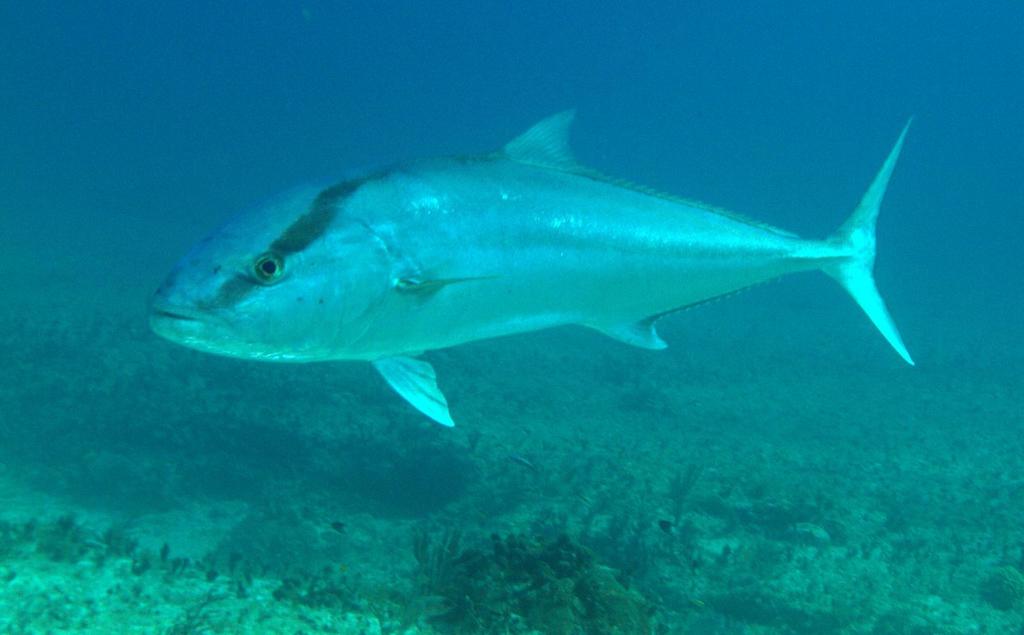 Greater Amberjack