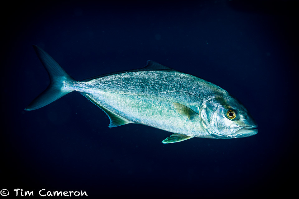 Greater Amberjack