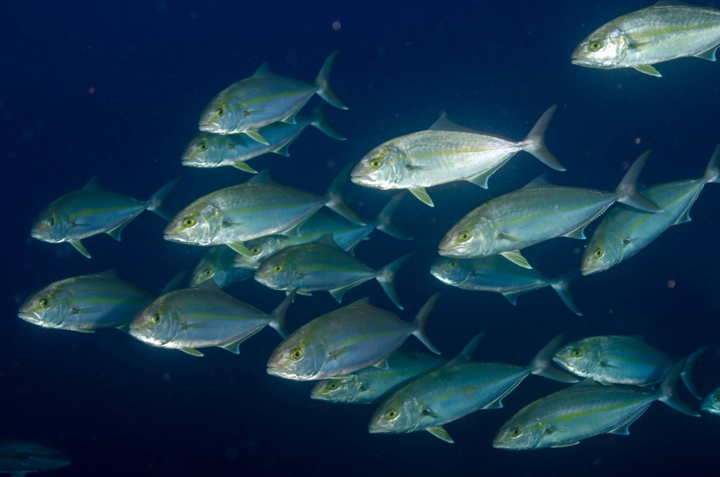 Greater Amberjack