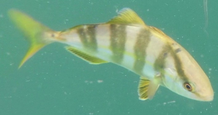 Greater Amberjack