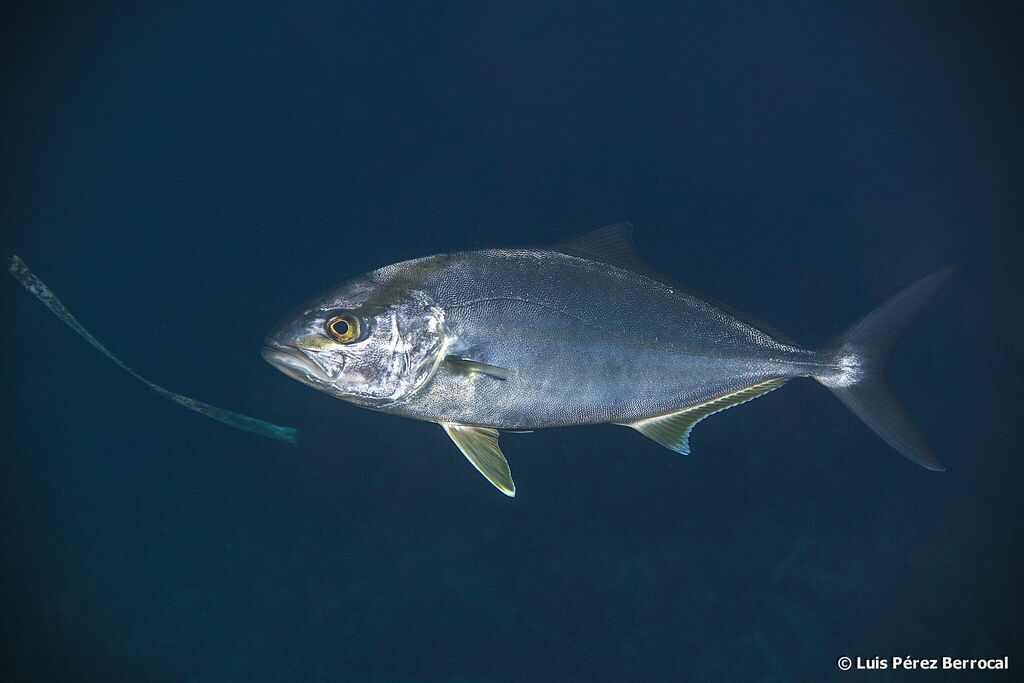 Greater Amberjack
