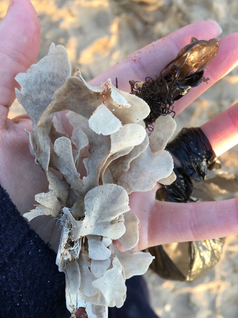 Leafy Bryozoa