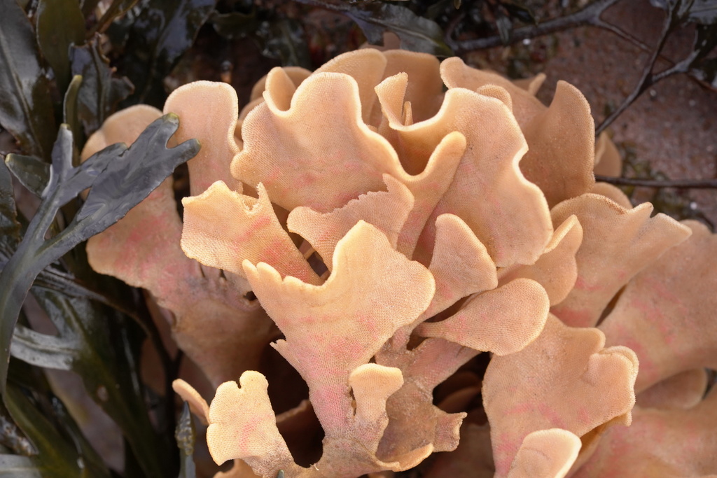 Leafy Bryozoa