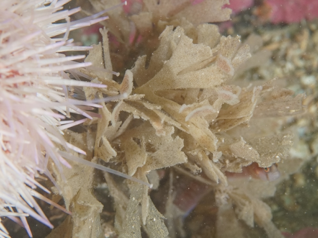Leafy Bryozoa
