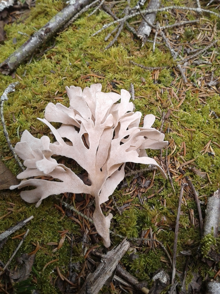 Leafy Bryozoa