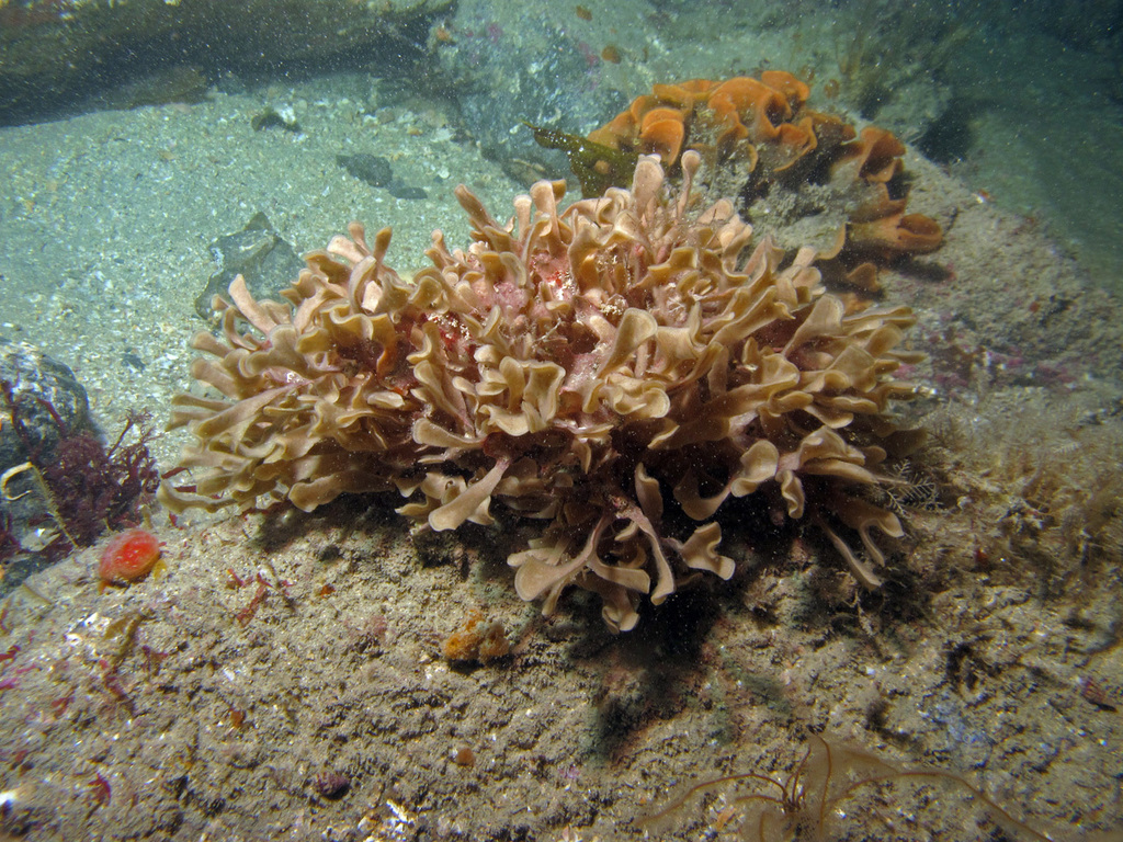 Leafy Bryozoa