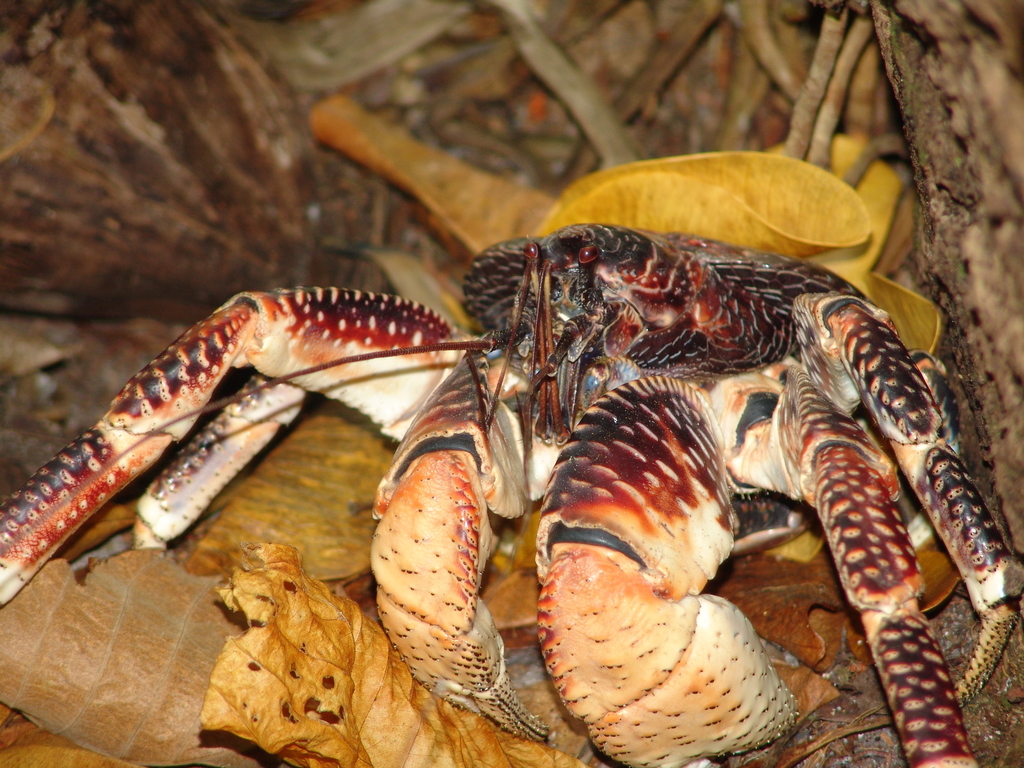 Crabe De Cocotier