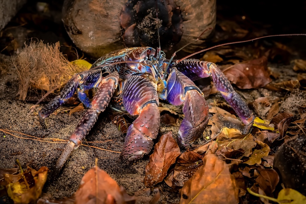 Coconut Crab