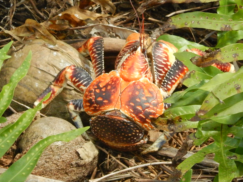Crabe De Cocotier