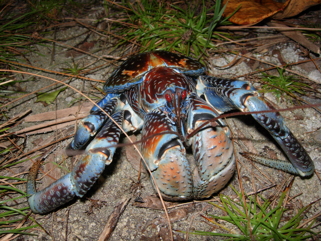 Crabe De Cocotier