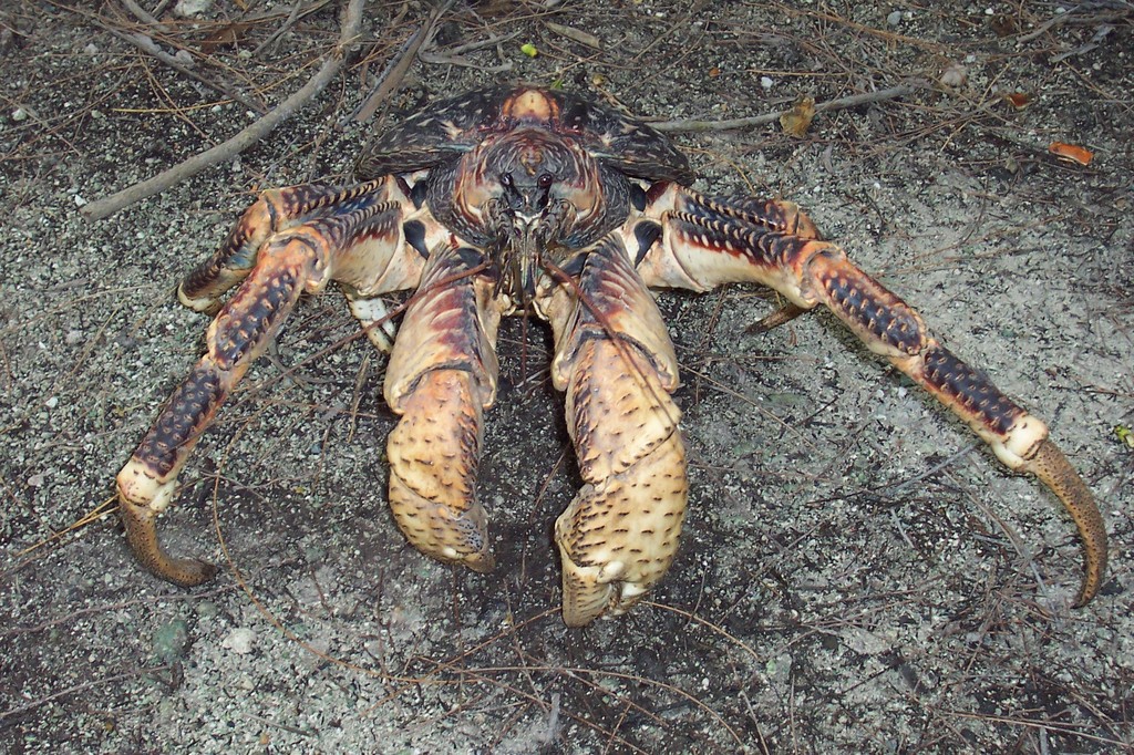 Crabe De Cocotier