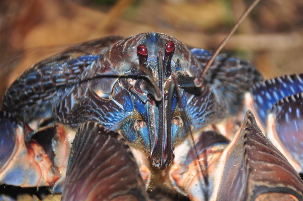 Crabe De Cocotier