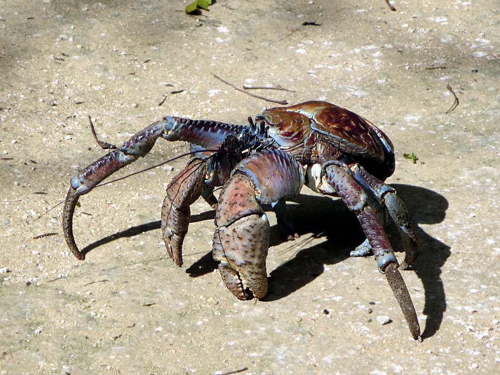 Crabe De Cocotier