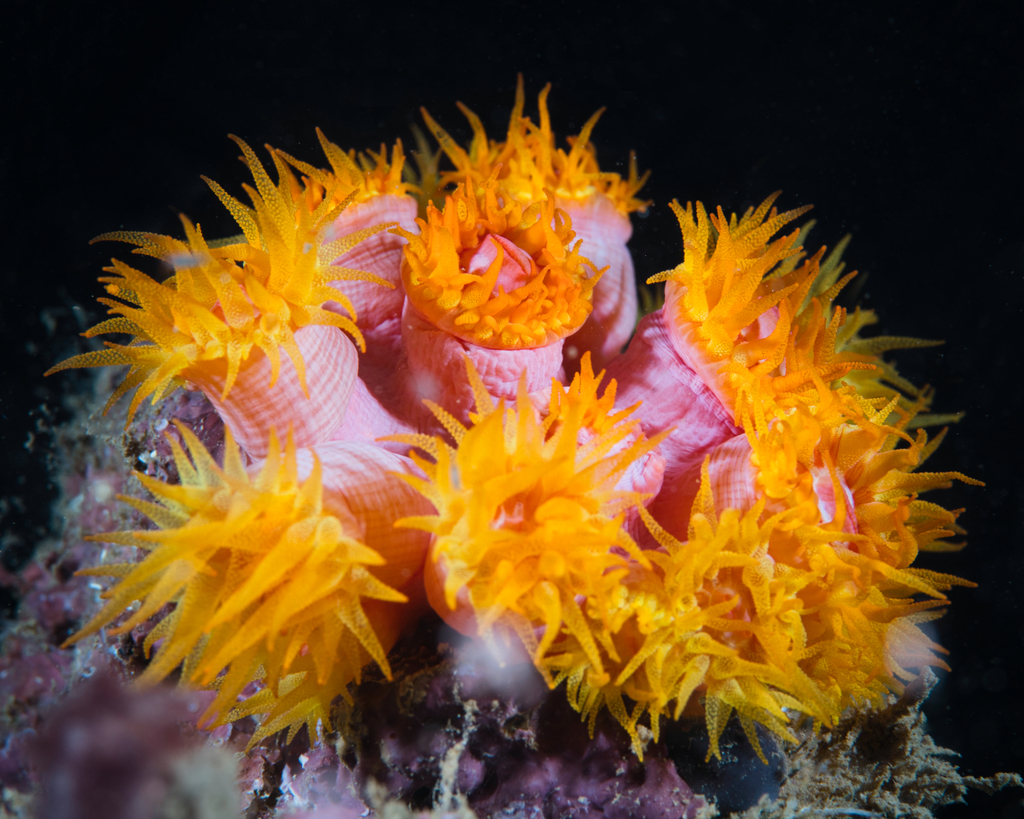 Orange Cup Coral