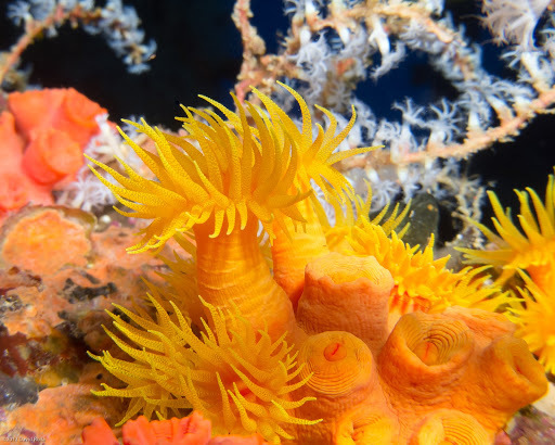 Orange Cup Coral