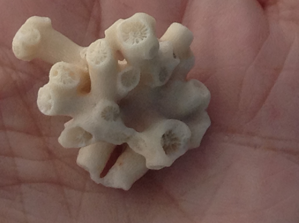 Orange Cup Coral