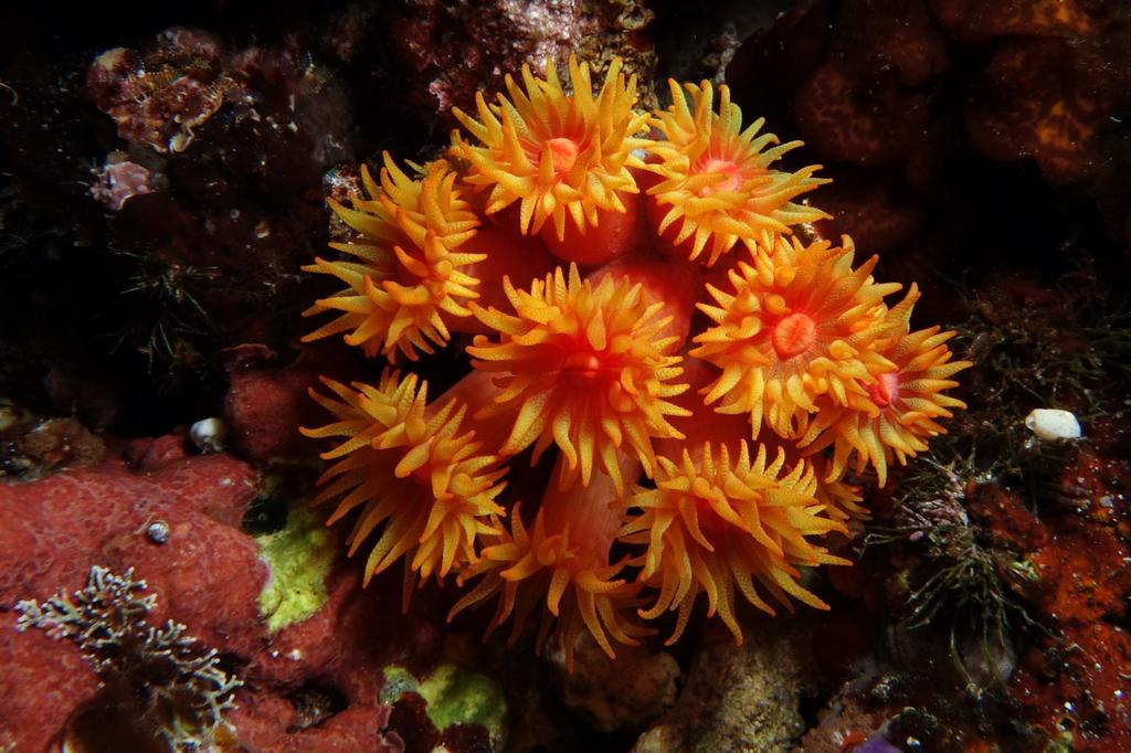 Orange Cup Coral