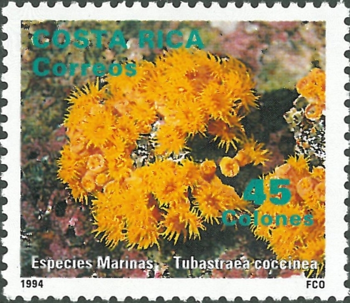 Orange Cup Coral