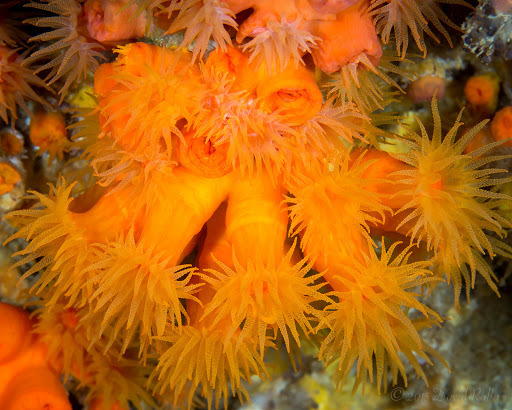 Orange Cup Coral