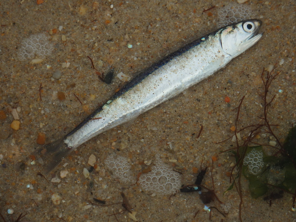 Anchois